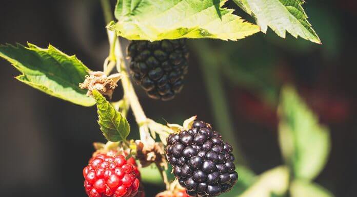blackberries - photo by Susanne Jutzeler, suju-foto