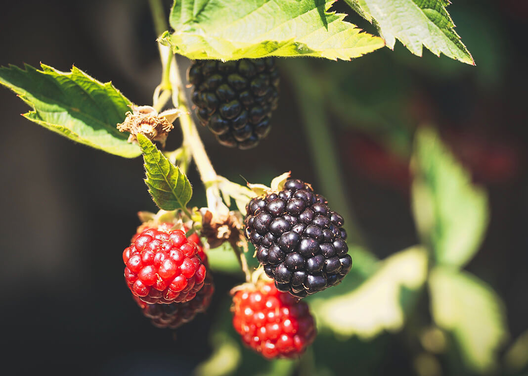 blackberries - photo by Susanne Jutzeler, suju-foto