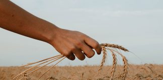 holding wheat - photo by Paz Arando on Unsplash