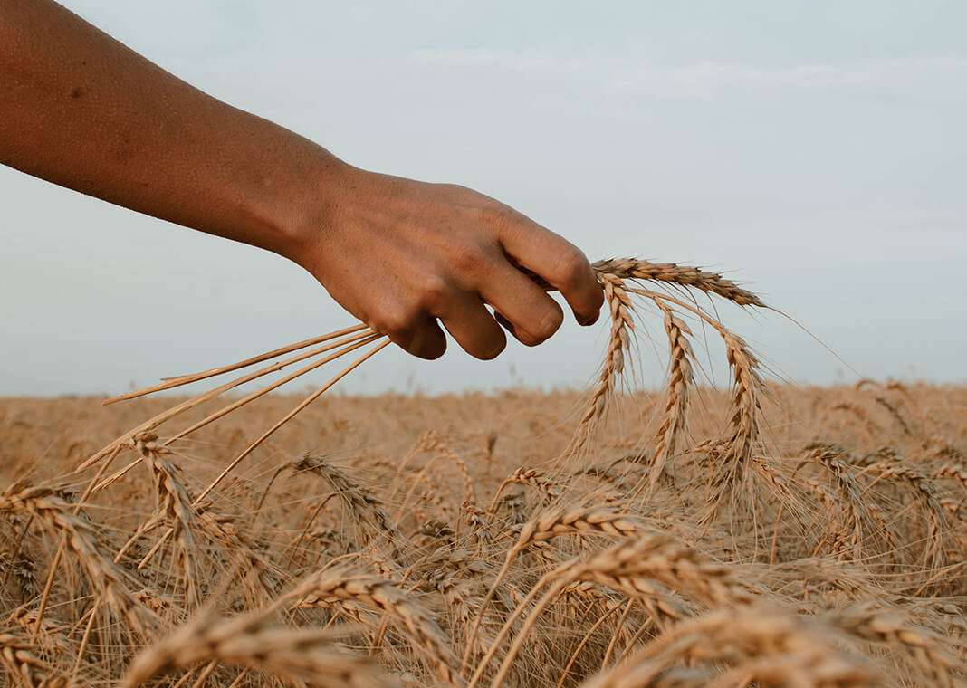 holding wheat - photo by Paz Arando on Unsplash