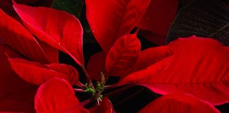 poinsettia - photo by Becerra Govea on Pexels