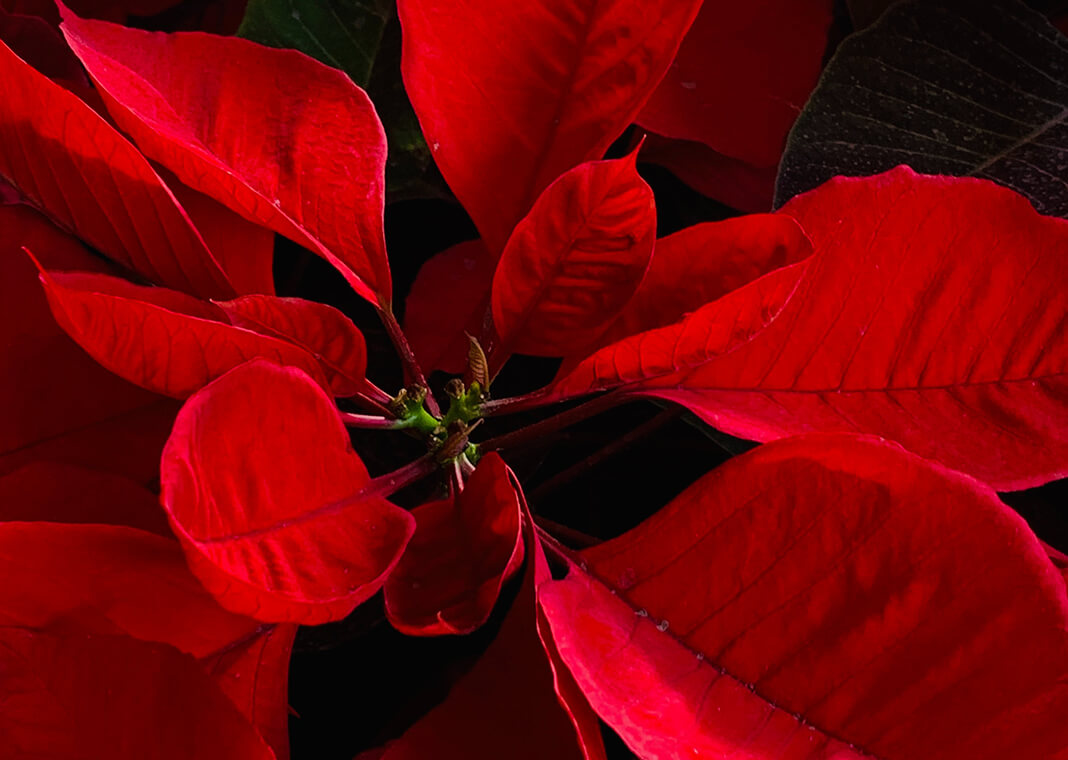 poinsettia - photo by Becerra Govea on Pexels