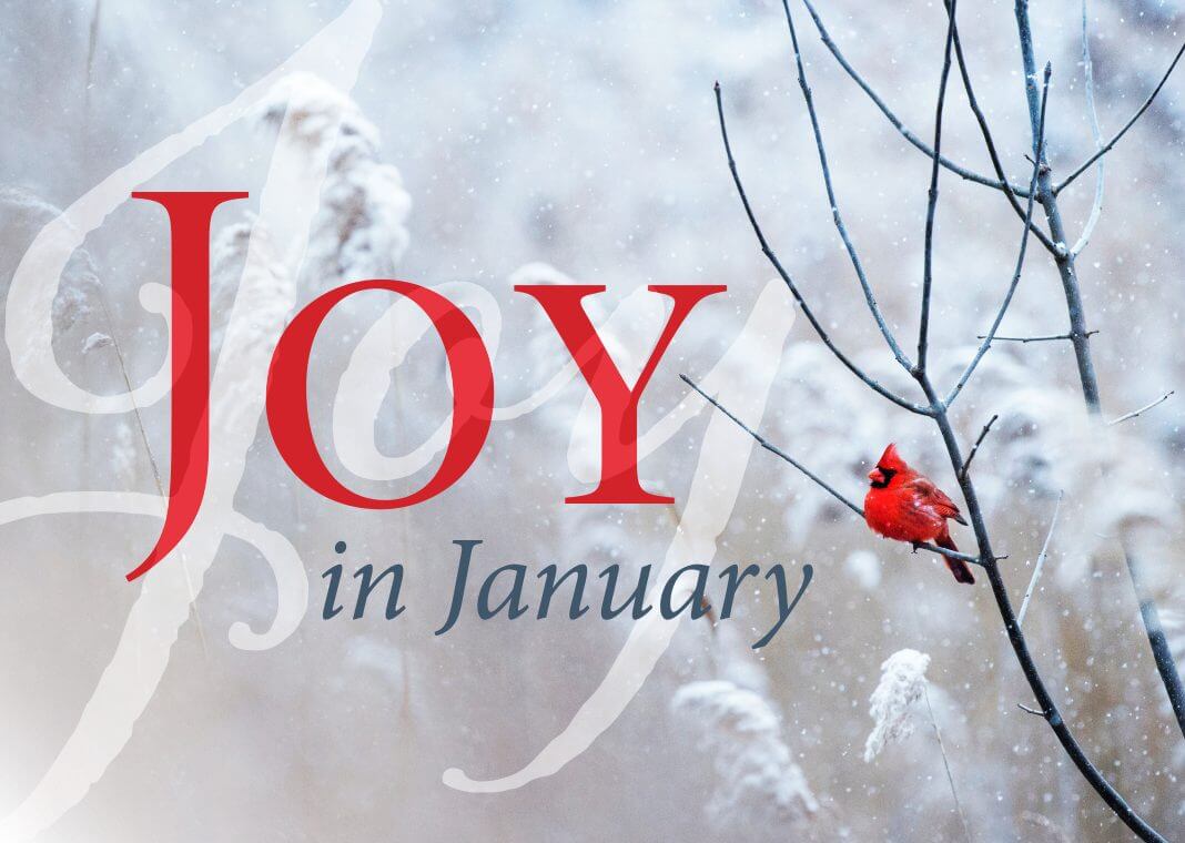 Joy in January - cardinal sitting on bare tree branch in winter