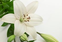 Easter lily - portishead1/iStock/Getty Images