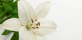 Easter lily - portishead1/iStock/Getty Images