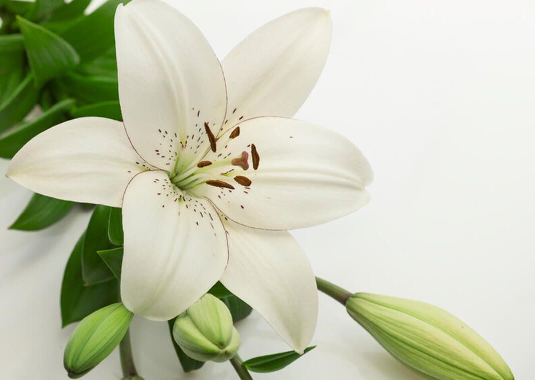 Easter lily - portishead1/iStock/Getty Images