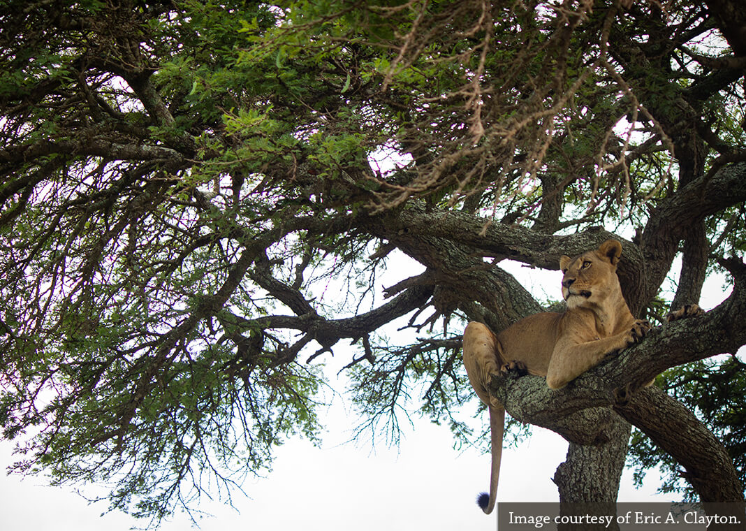 lion resting in tree - full view - image courtesy of Eric A. Clayton