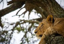 lion resting in tree - close-up - image courtesy of Eric A. Clayton