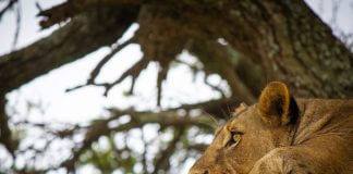 lion resting in tree - close-up - image courtesy of Eric A. Clayton
