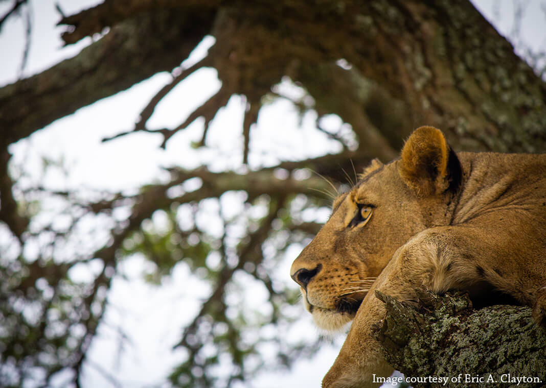 lion resting in tree - close-up - image courtesy of Eric A. Clayton