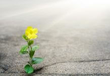 yellow flower growing through crack in ground - ipopba/iStock/Getty Images