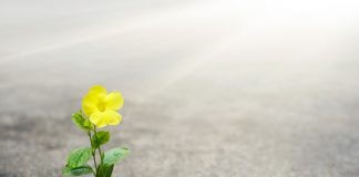 yellow flower growing through crack in ground - ipopba/iStock/Getty Images