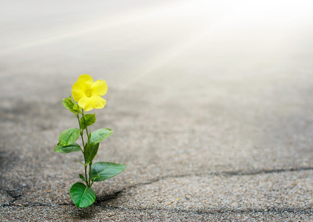 yellow flower growing through crack in ground - ipopba/iStock/Getty Images