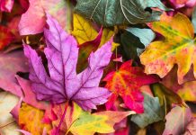 autumn leaves in purple, red, and yellow - photo by Jeremy Thomas on Unsplash