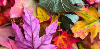 autumn leaves in purple, red, and yellow - photo by Jeremy Thomas on Unsplash