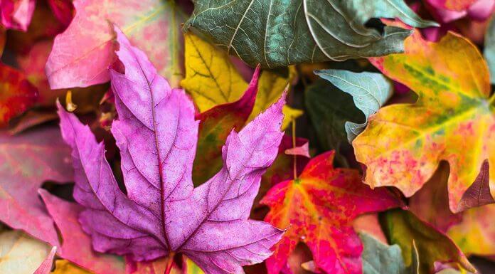 autumn leaves in purple, red, and yellow - photo by Jeremy Thomas on Unsplash