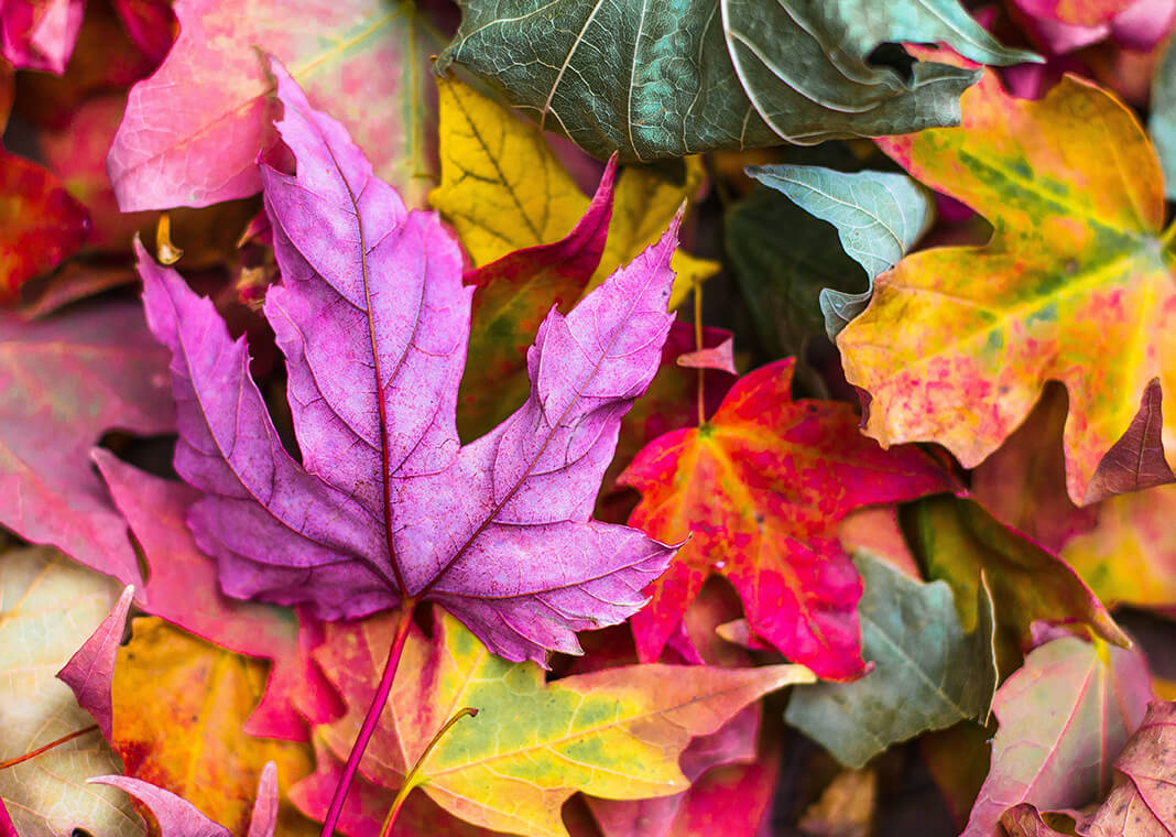 autumn leaves in purple, red, and yellow - photo by Jeremy Thomas on Unsplash