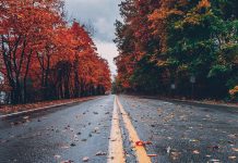 autumn trees on both sides of the road - photo by Craig Adderley on Pexels.com