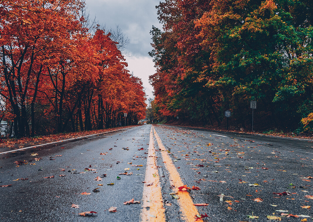 autumn trees on both sides of the road - photo by Craig Adderley on Pexels.com