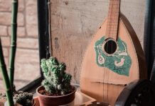mandolin and cactus - photo by aslhndogan on Pexels