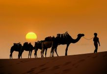 camels in desert in Morocco at sunset - photo by Mehdi El marouazi on Unsplash
