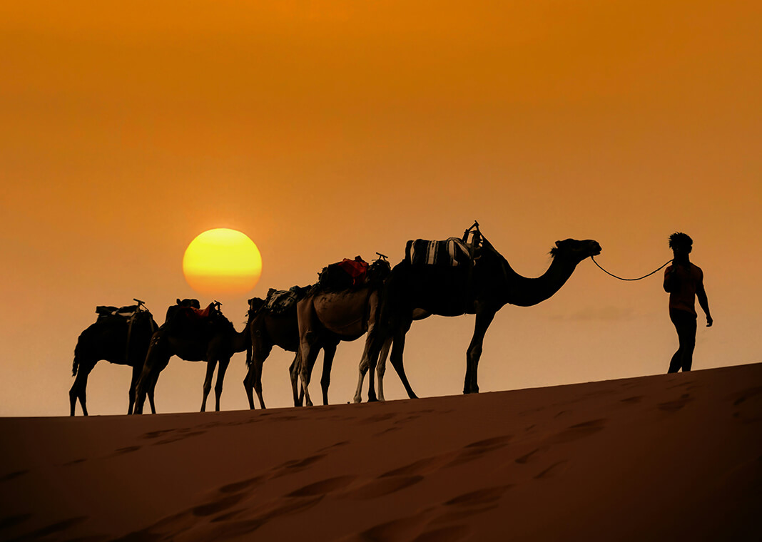 camels in desert in Morocco at sunset - photo by Mehdi El marouazi on Unsplash