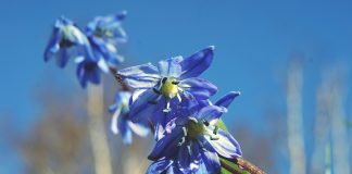squill - blue flowering plant - photo by alksndra on Unsplash