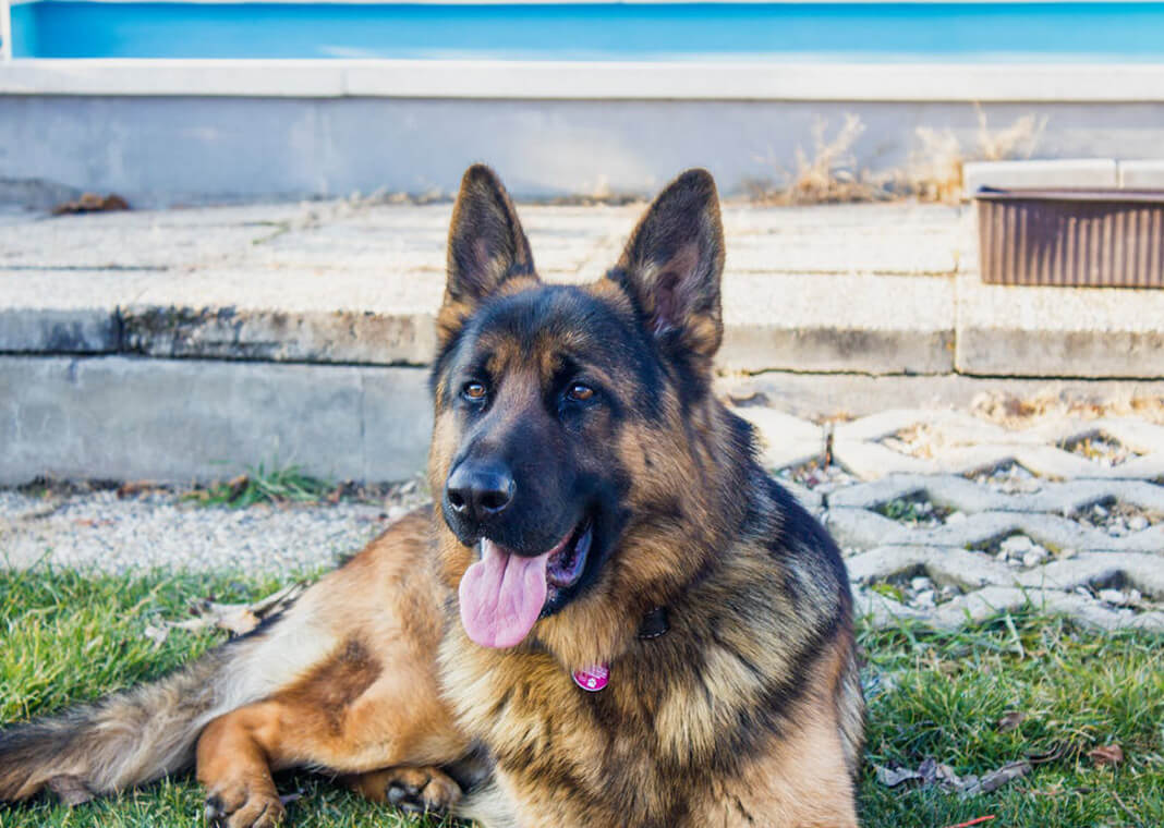 alert German Shepherd - photo by K Zoltan on Pexels