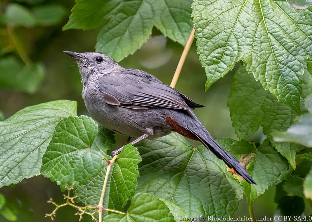 gray catbird - image by Rhododendrites under CC BY-SA 4.0, via Wikimedia Commons