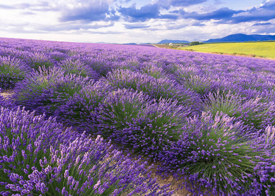 lavender field - Bucha Natallia/Shutterstock.com