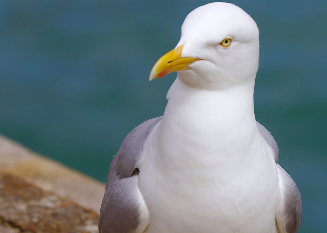 seagull - photo by James Wainscoat on Unsplash