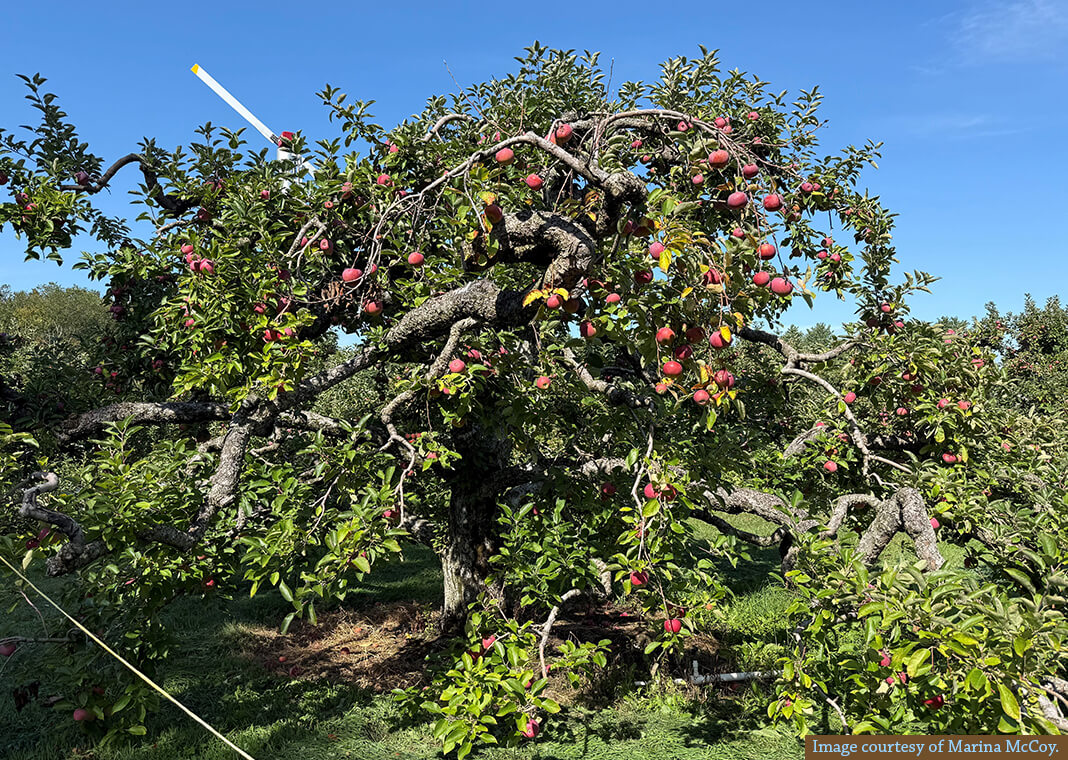 apple tree - image courtesy of Marina McCoy