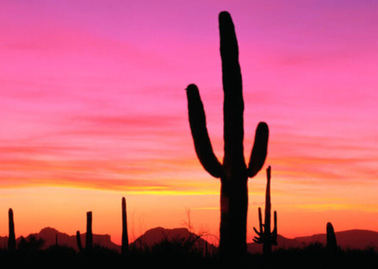 sunset at Organ Pipe Cactus National Monument in Arizona - Robert Glusic/Photodisc/Getty Images