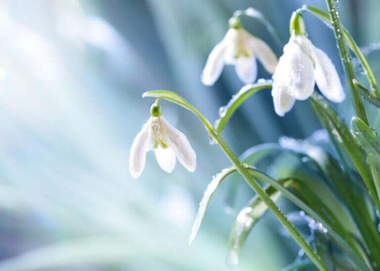 snowdrop flowers blooming in spring - AlexanderNovikov/iStock/Getty Images