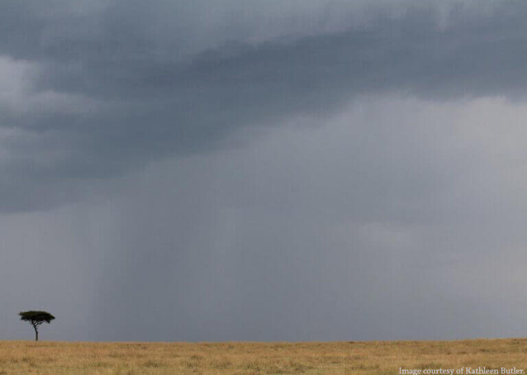 lone tree in Tanzania - image courtesy of Kathleen Butler