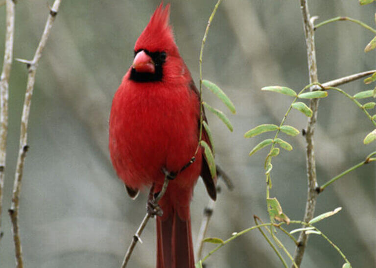cardinal (bird) - Jeremy Woodhouse/Photodisc/Getty Images
