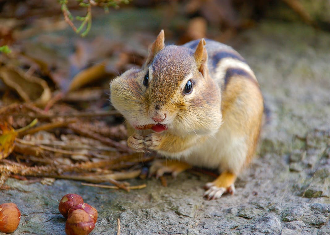 squirrel or chipmunk with full cheeks - photo by Alex Lauzon on Unsplash